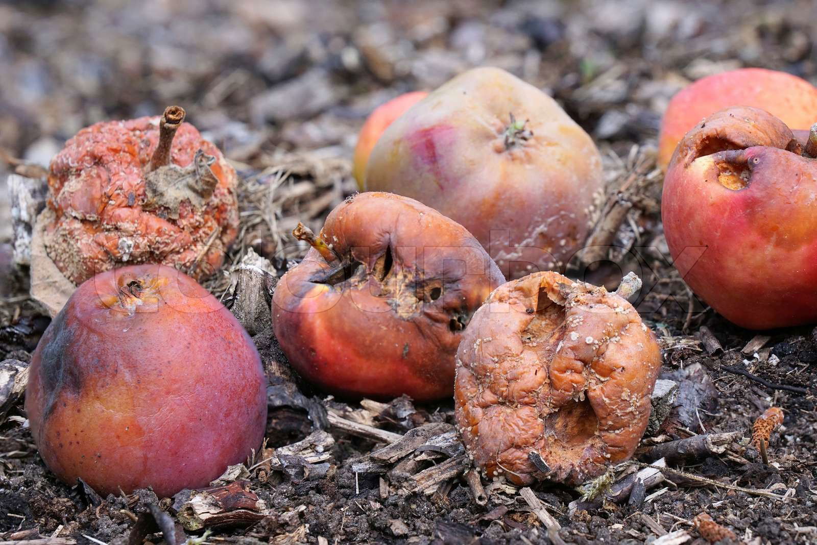 ROYAL FLUSH / ROTTEN APPLE – TICRO MARKET