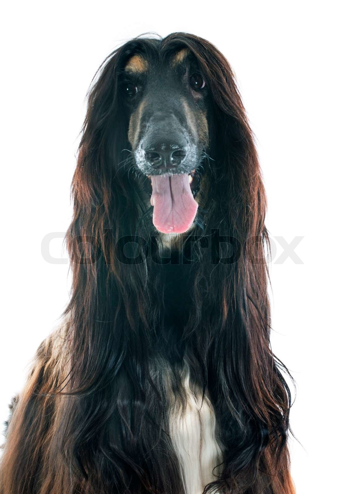 Afghan hounds in front of white background | Colourbox