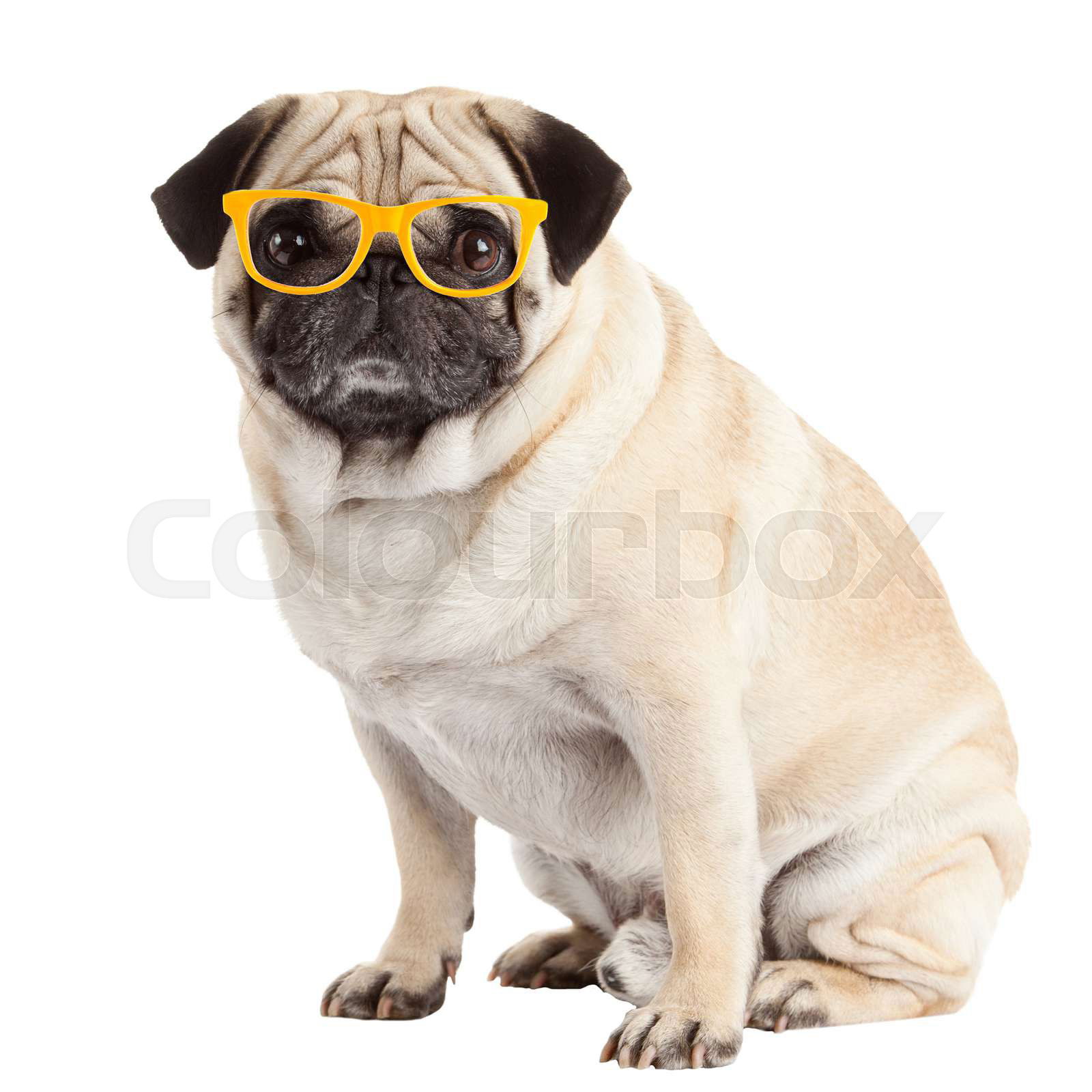 Pug dog isolated on a white background Dog with glasses Colourbox