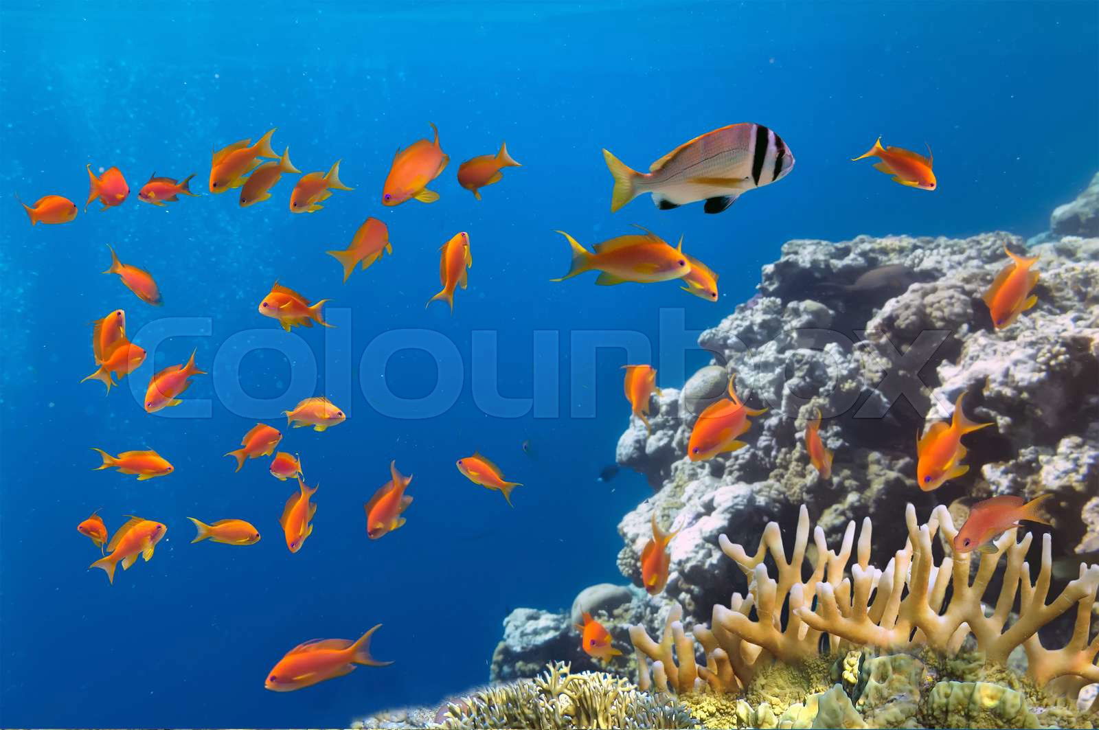 Tropical fish on the coral reef in Red Sea, Egypt | Colourbox