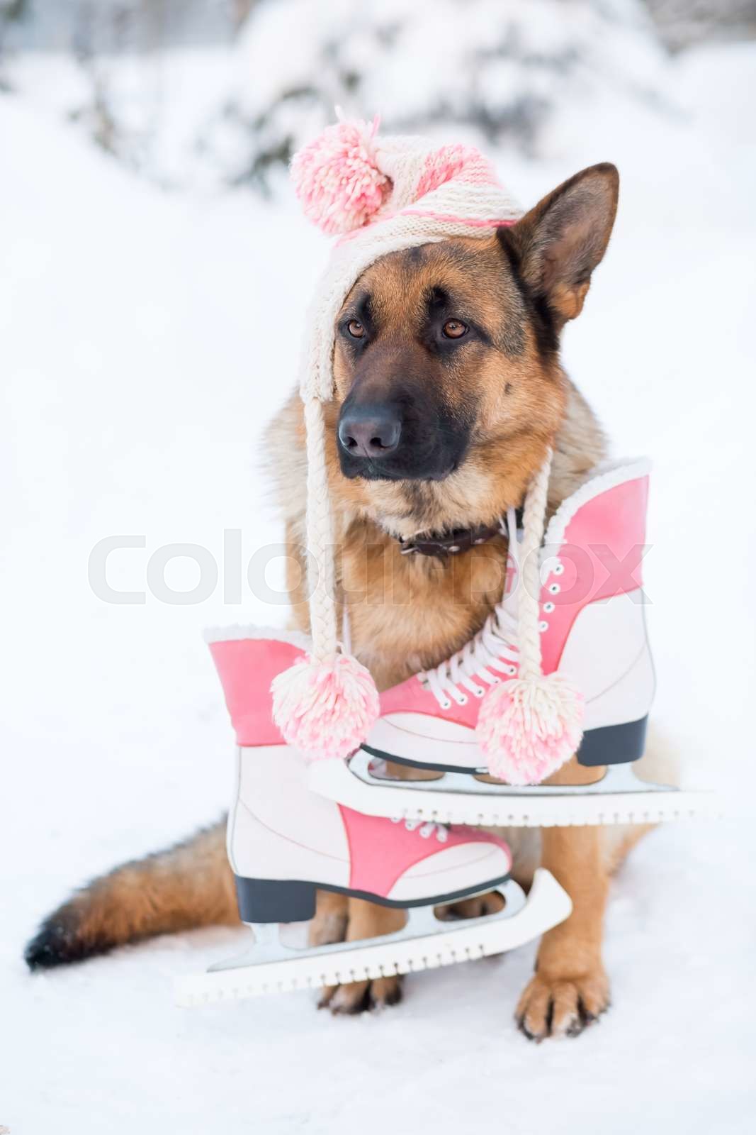 German shepherd dog wearing winter hat and sitting on snow Colourbox