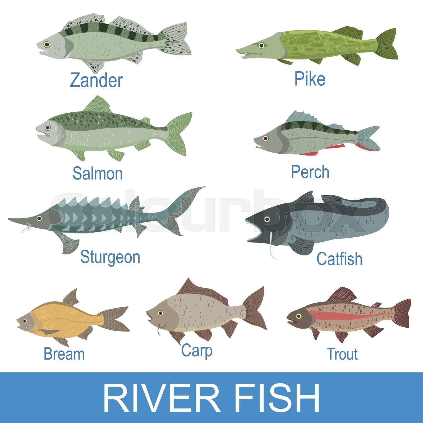 River fish discount