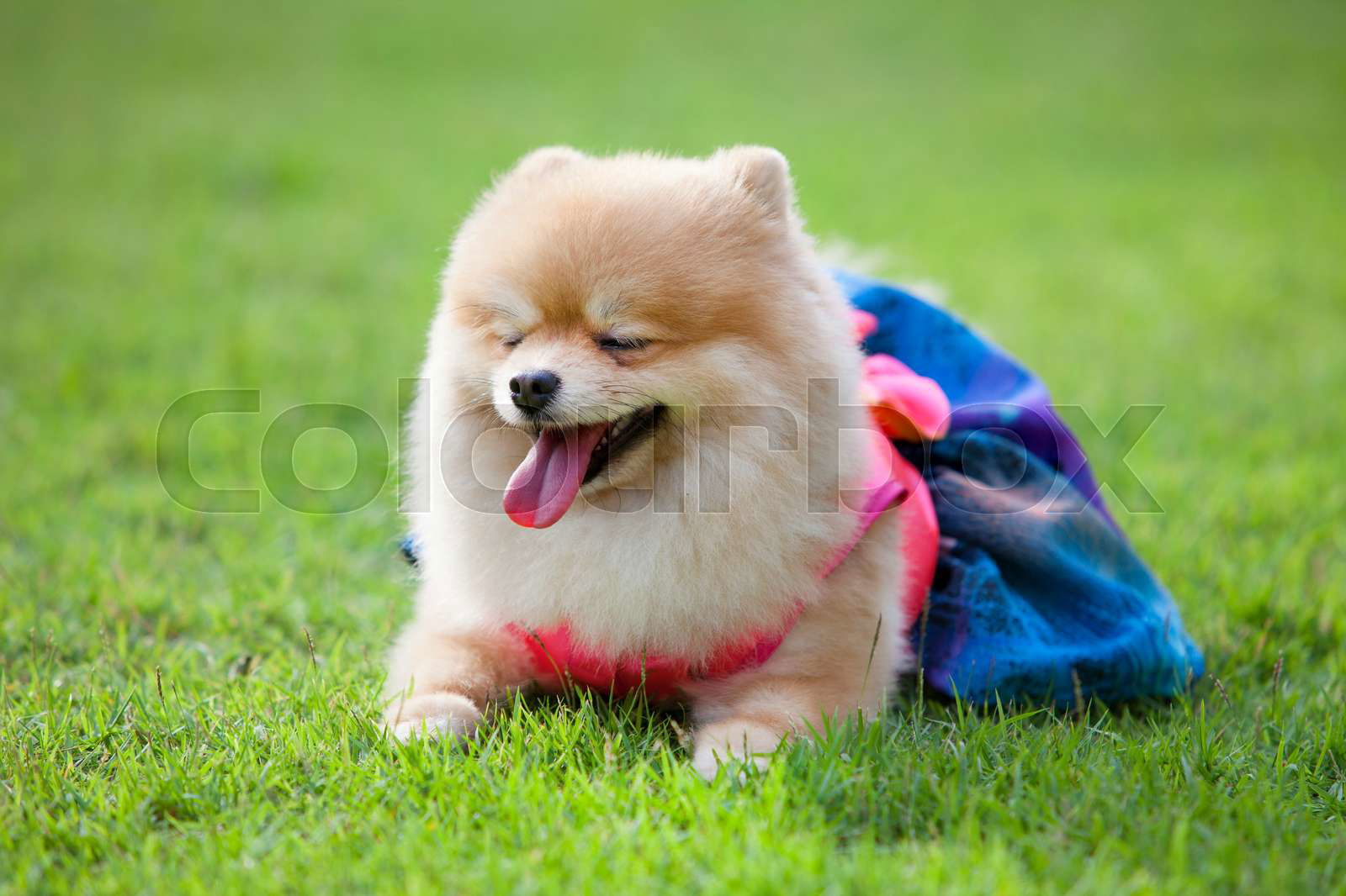 Pomeranian dog on the lawn it wear clothes for dog and cloth Colourbox