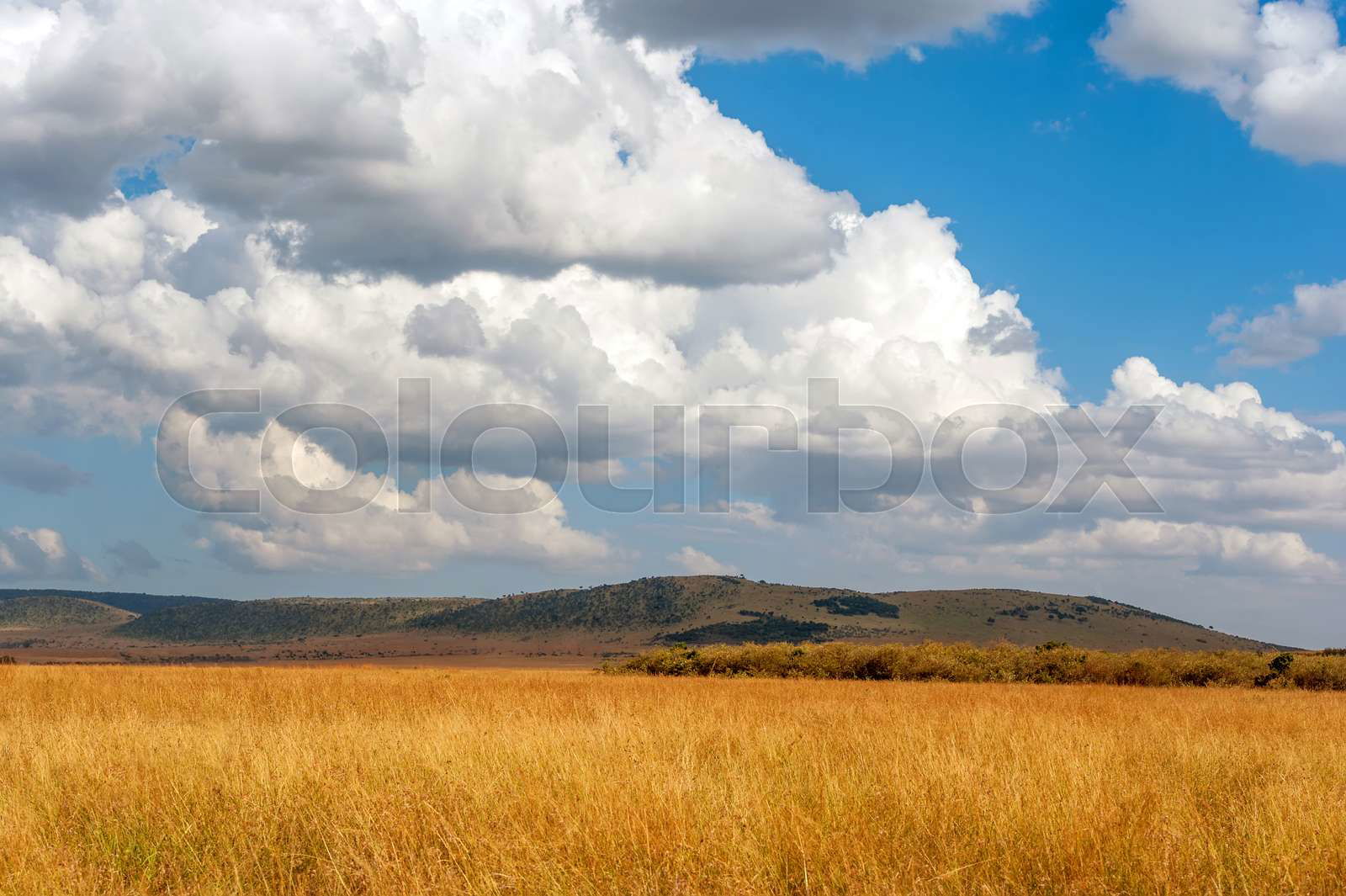 Savannah landscape online