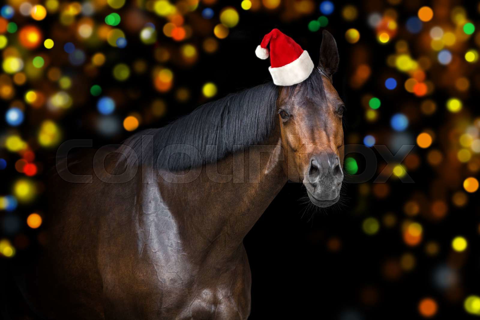 Horse christmas hat online