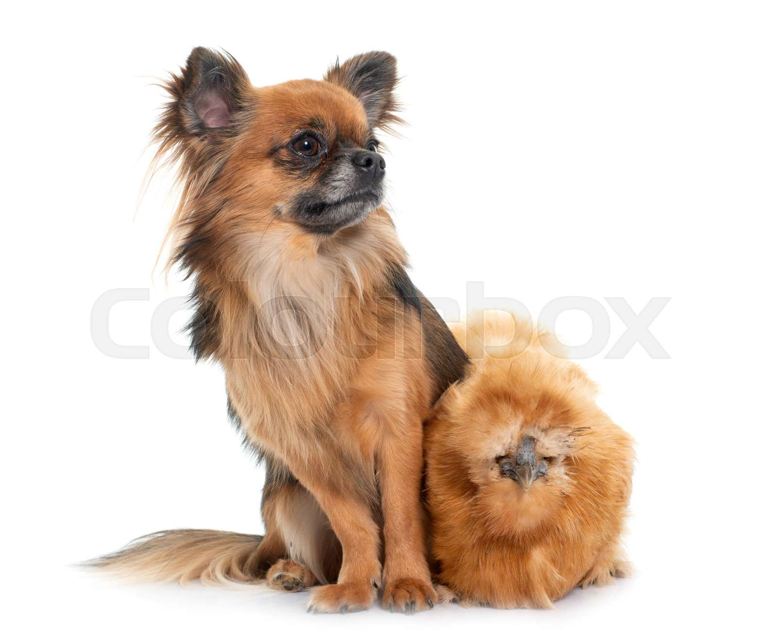 Chicken and chihuahua in front of white background Colourbox