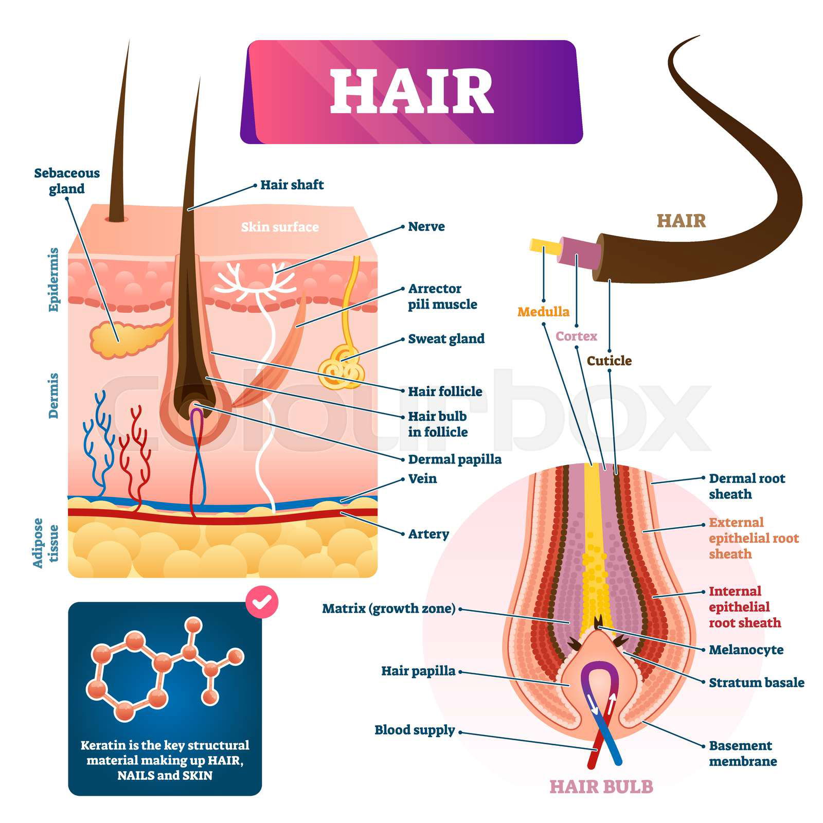 Human hair diagram best sale