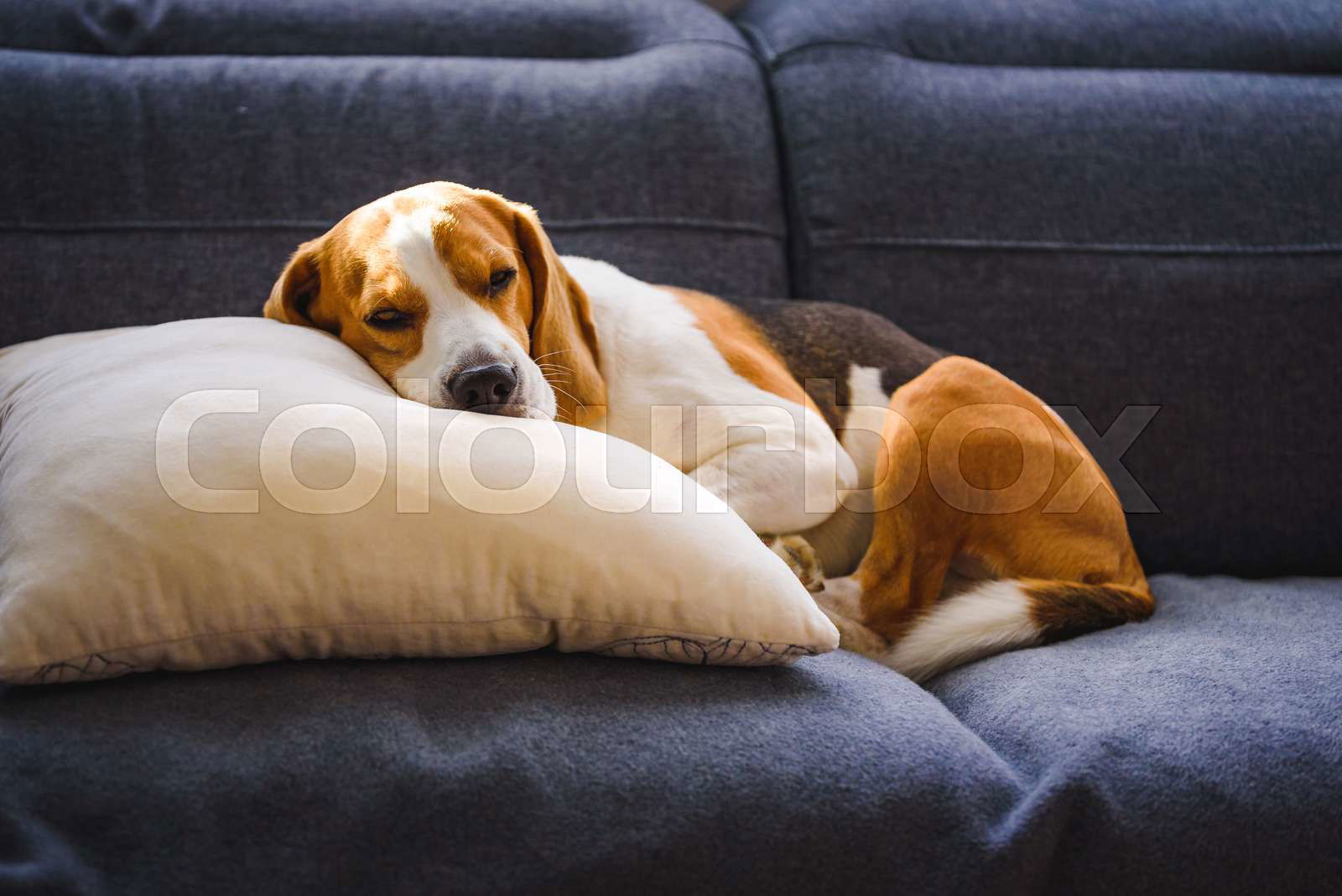 Beagle sofa sales