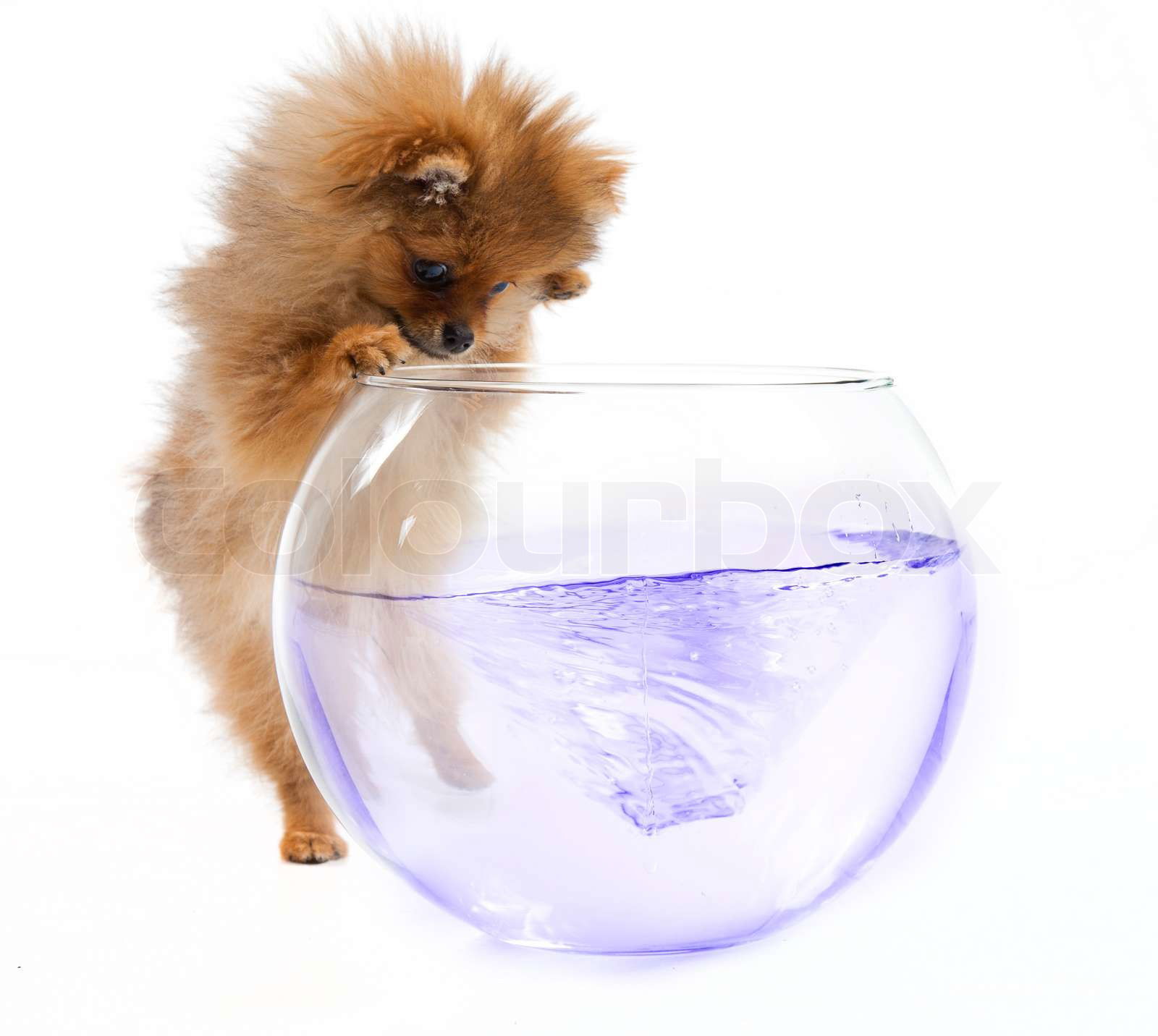 Pomeranian fish sale