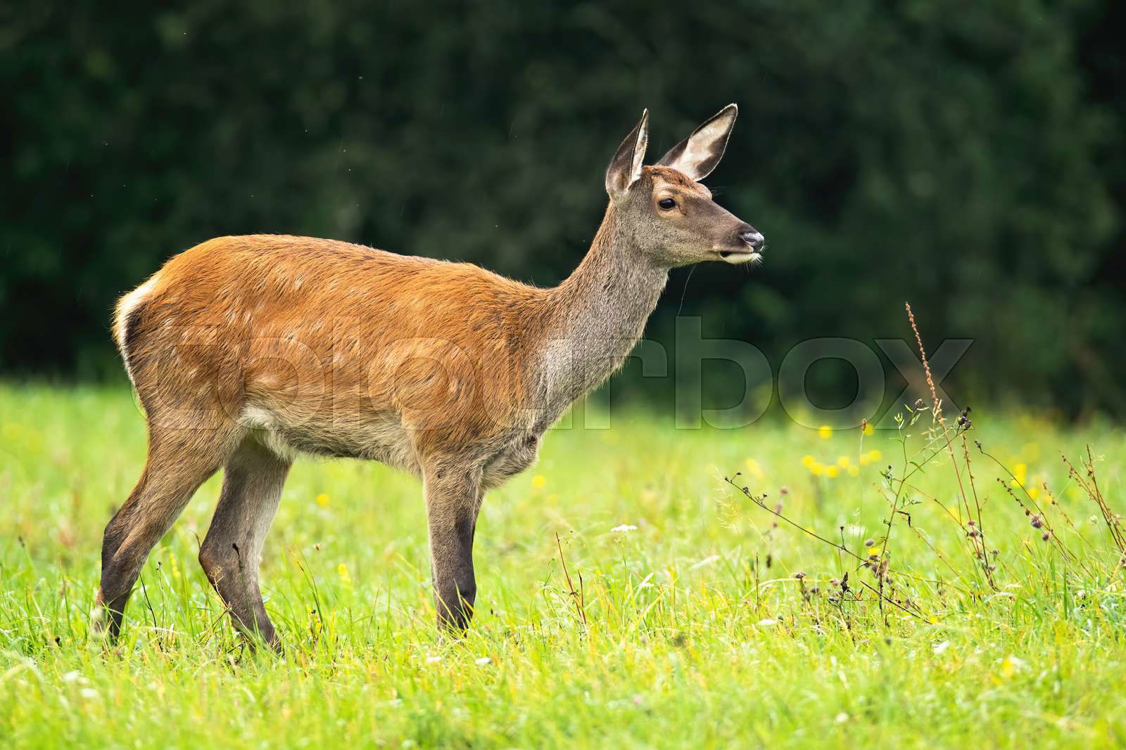 Red deer cervus elaphus hind standing on meadow in autumn Colourbox