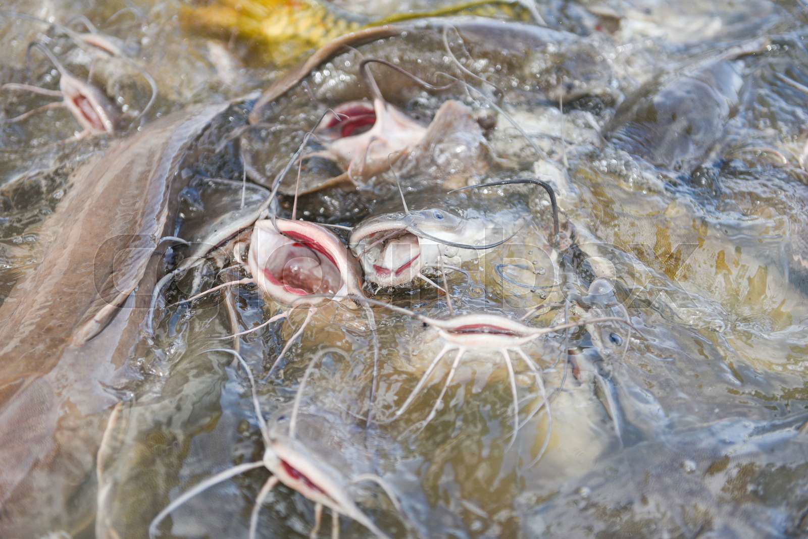 Catfish food for ponds 2025