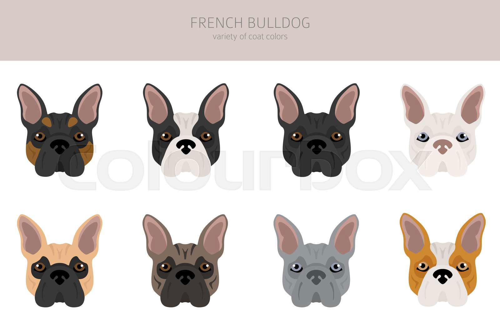 French bulldog. Different varieties of coat color dog set. Colourbox