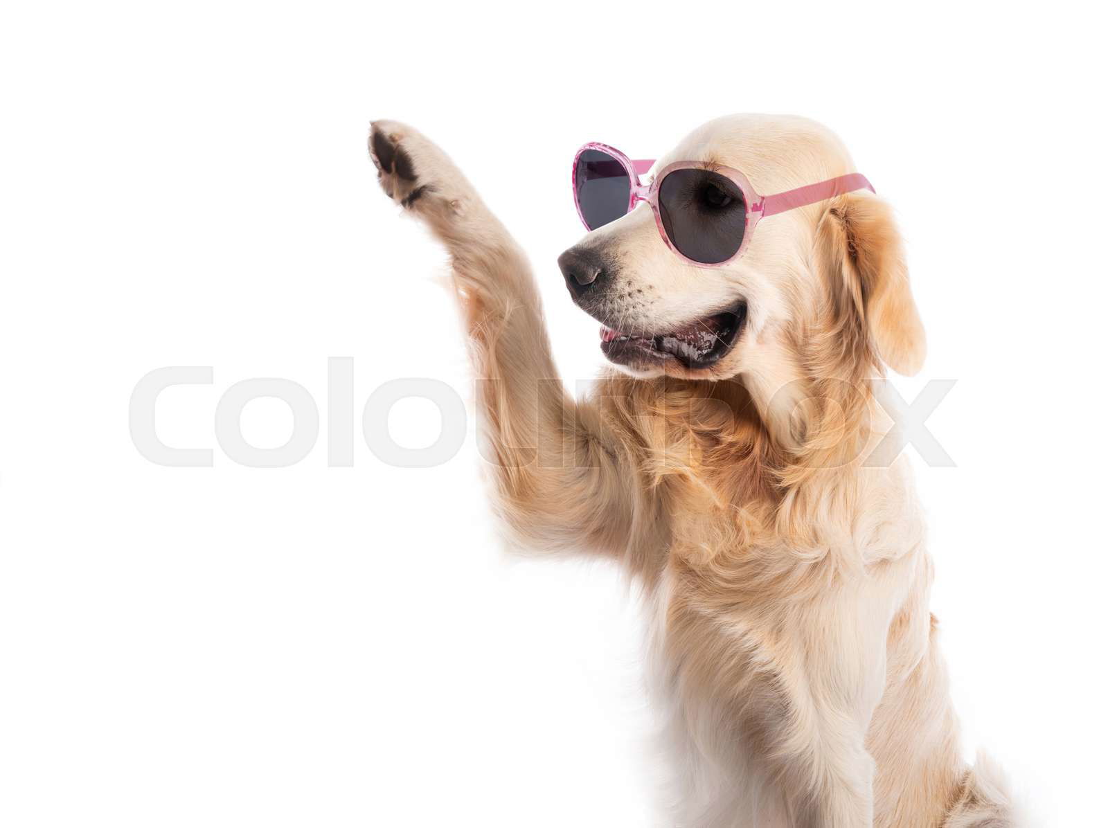 Golden retriever dog wearing sunglasses in pink frame with r Colourbox