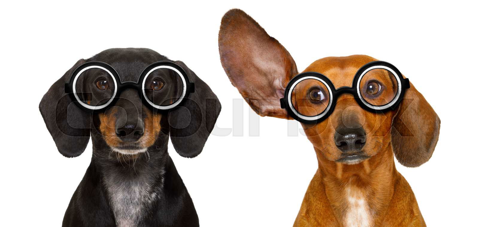 Couple of dumb silly dachshund sausage dog wearing funny ne Colourbox