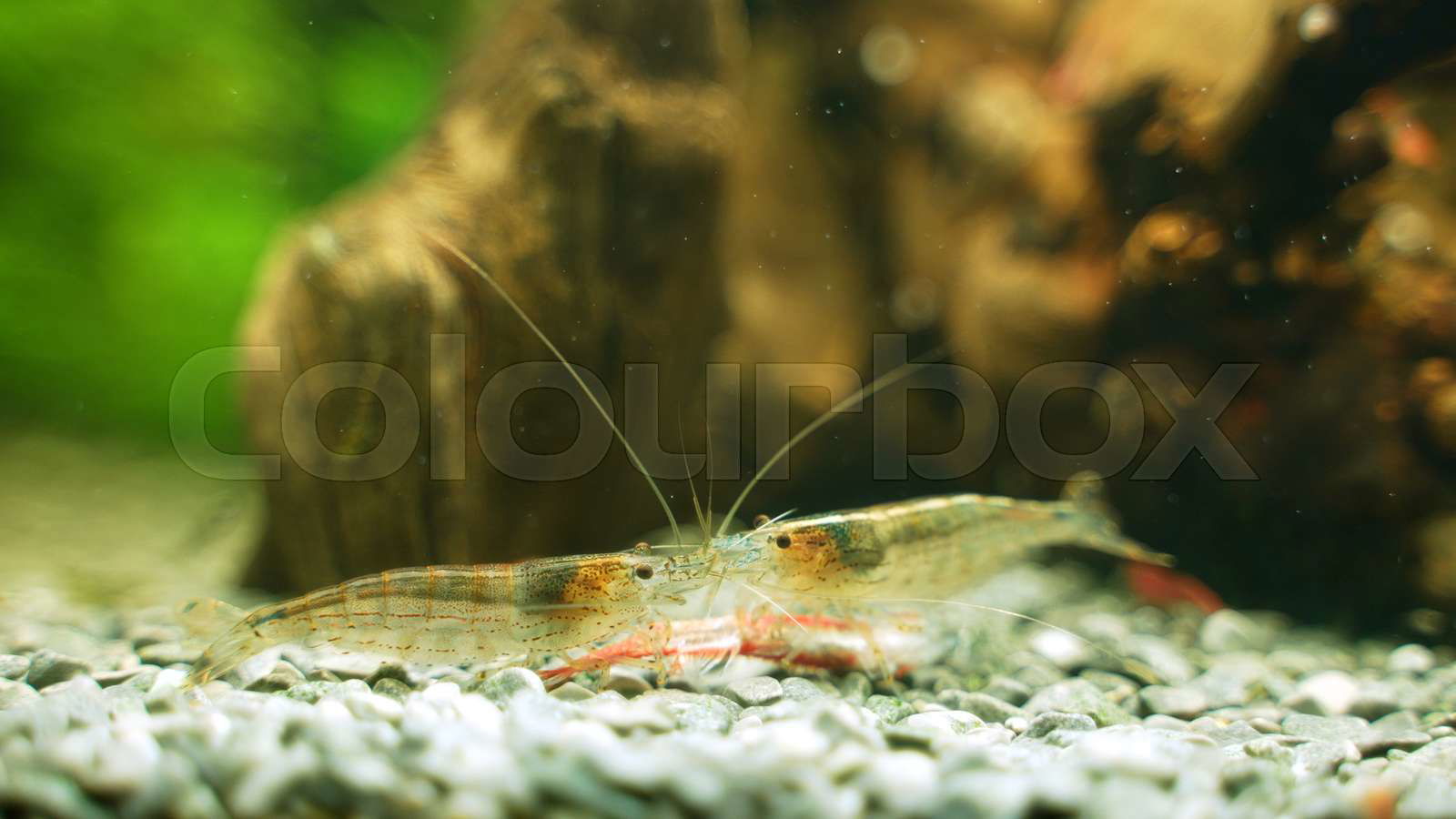 Ghost shrimp eating fish hotsell