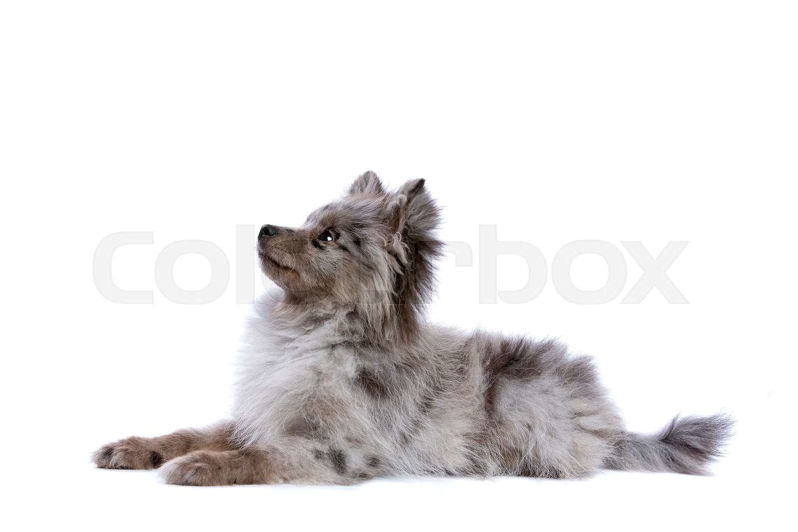 Blue merle spitz sales