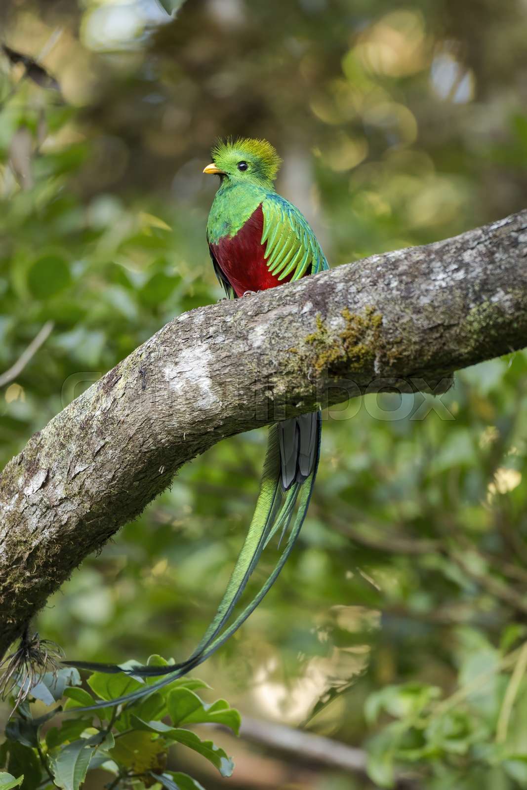 Colorful resplendent quetzal sitting on a scrub in cloud for Colourbox