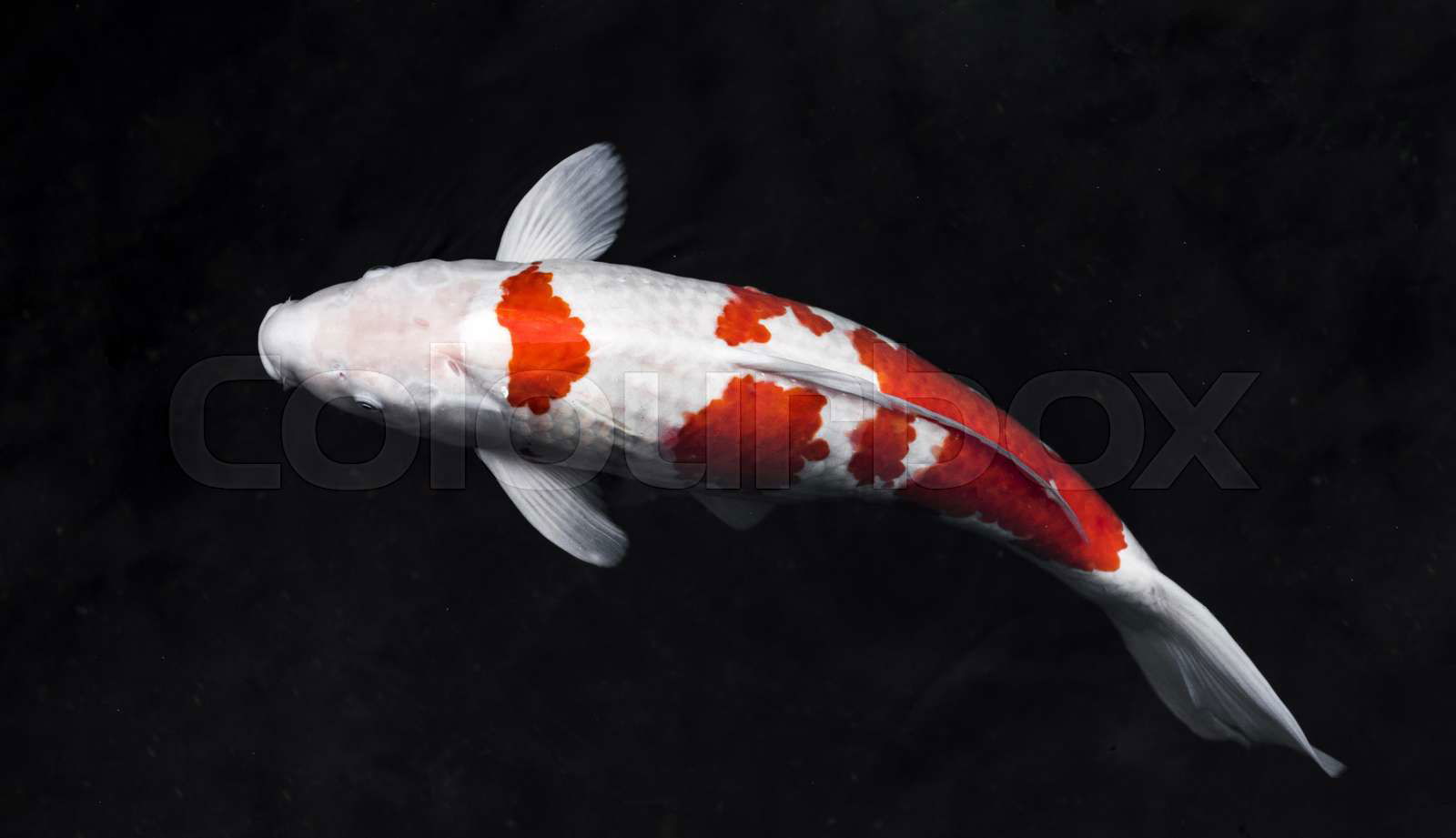 top view colorful koi fishes. High quality beautiful photo concept