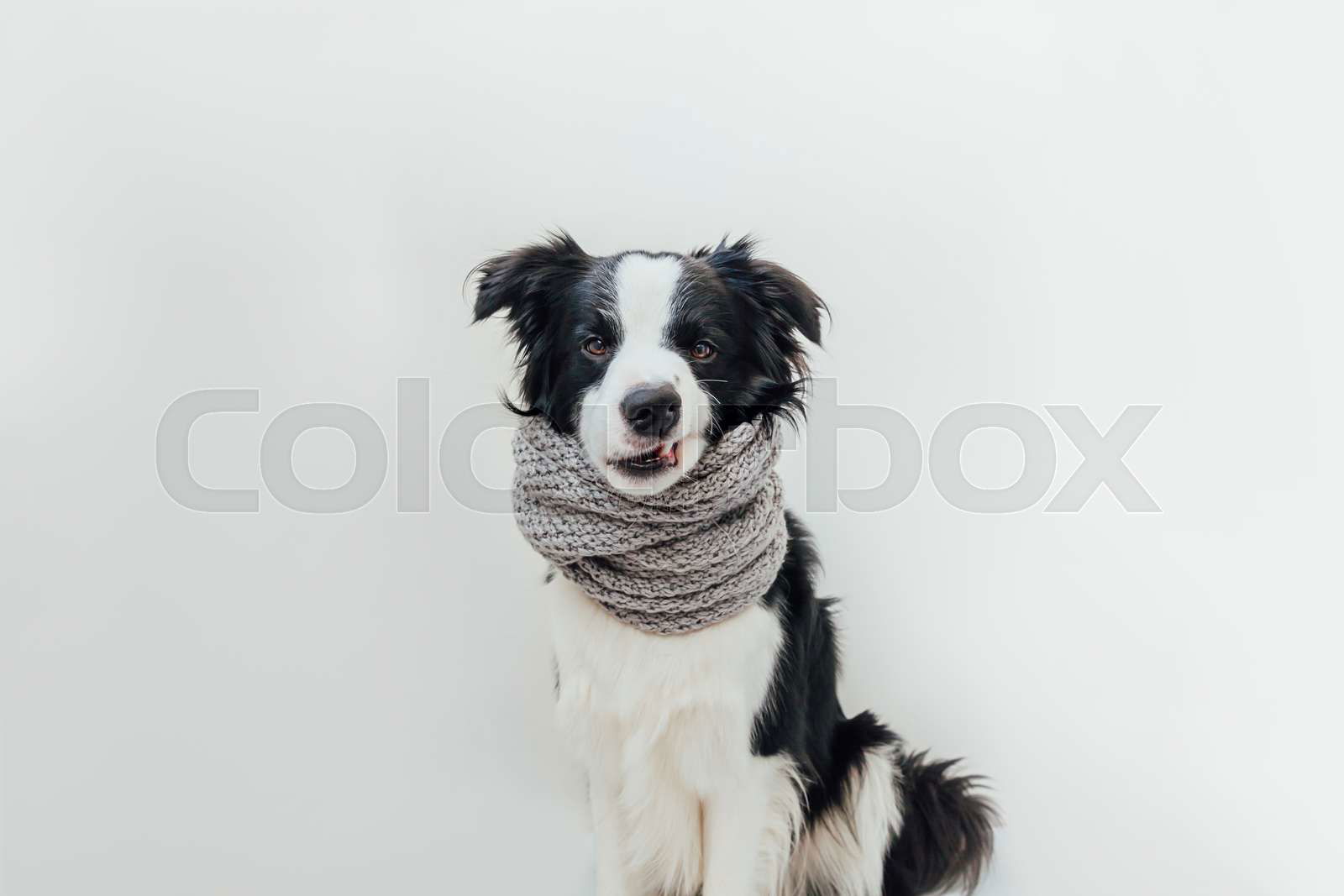 Funny studio portrait of cute smiling puppy dog border colli Colourbox