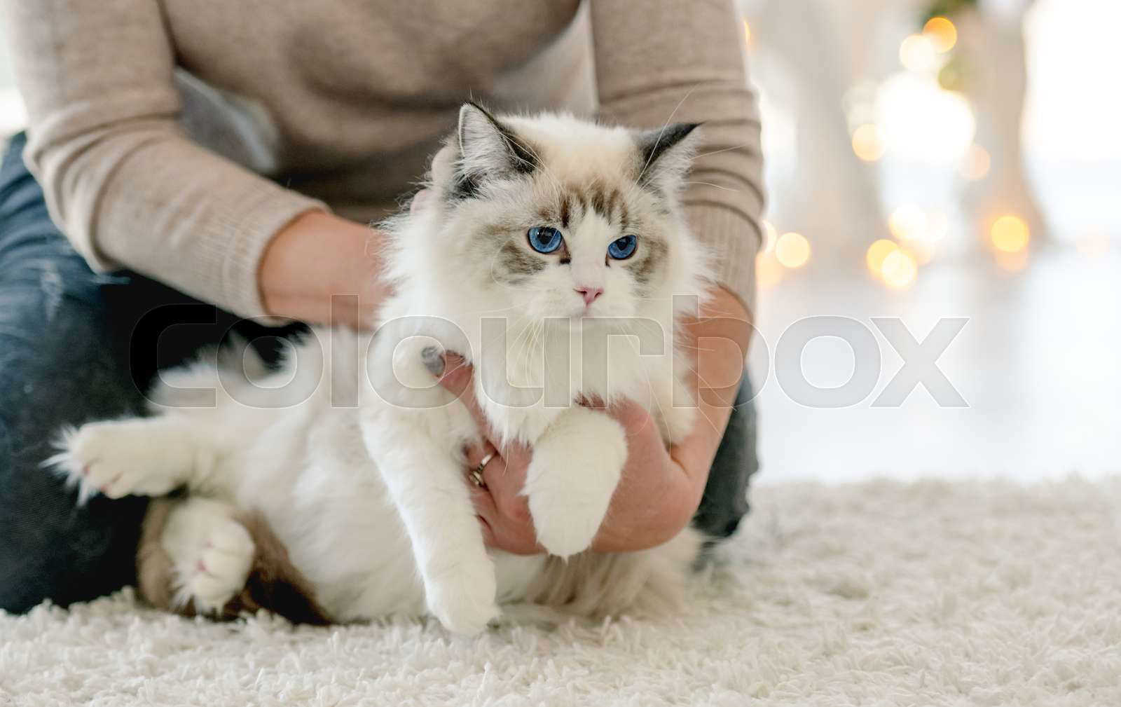 Girl holding ragdoll cat in Christmas time at home with Xmas Colourbox