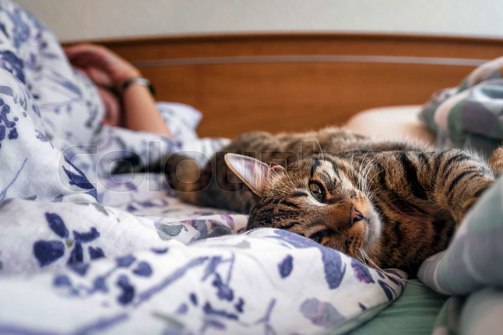 Portrait of a classic tabby cat | Colourbox