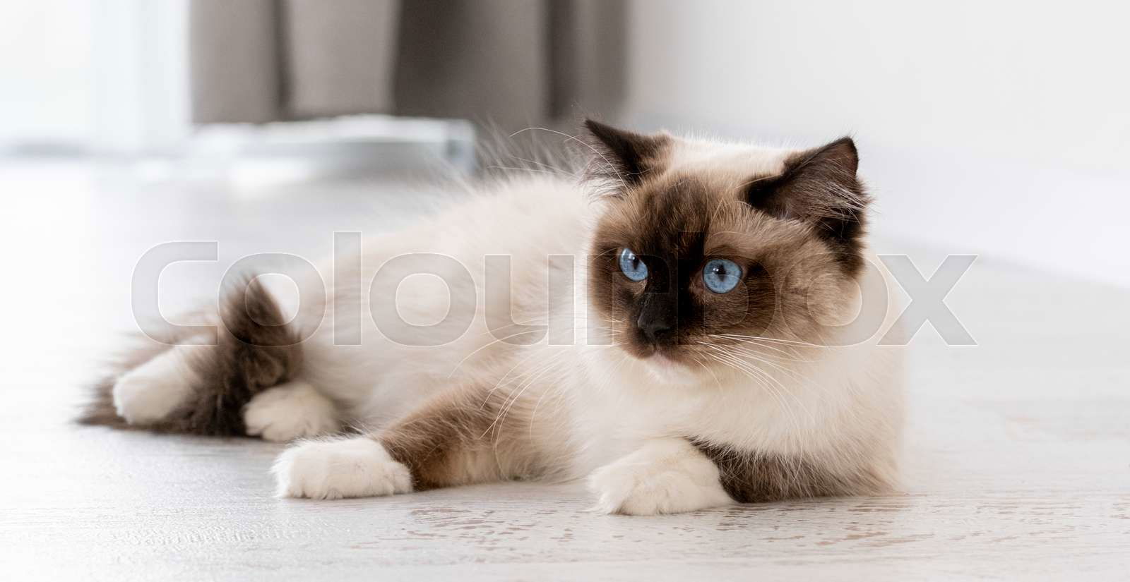 Portrait of clobber a beautiful ragdoll