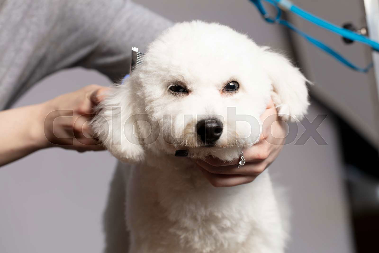 Bichon frise hair brush sale