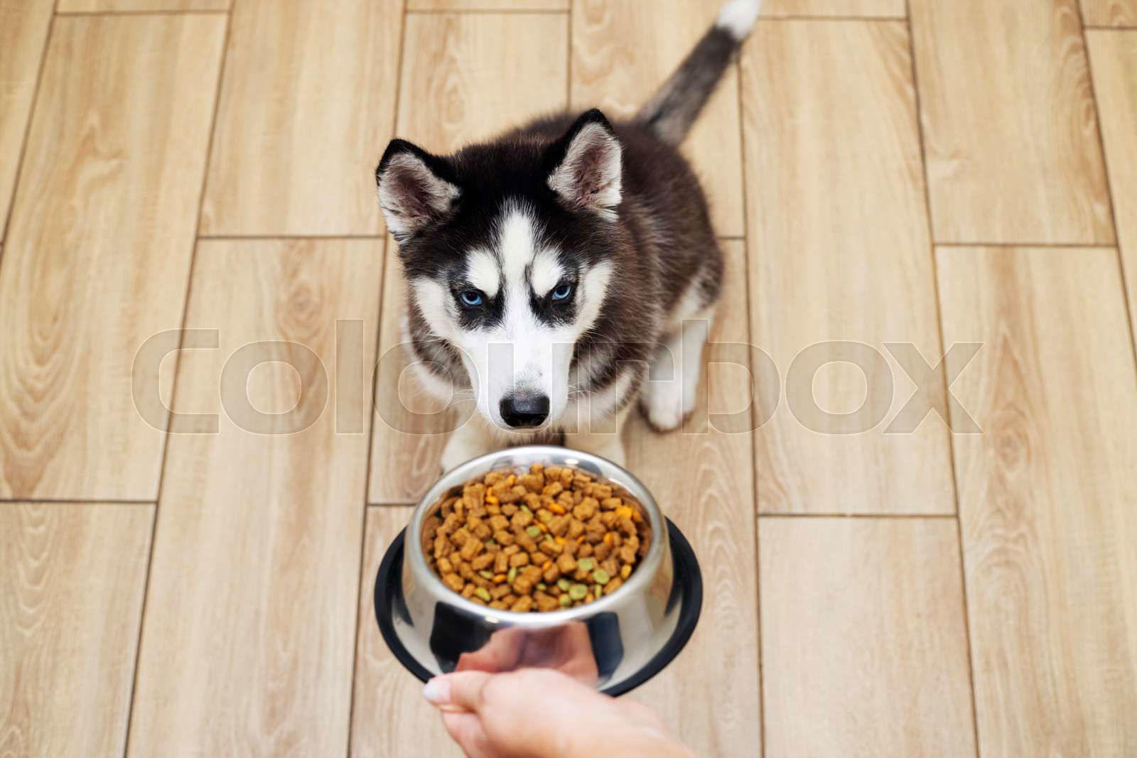 Feeding a hungry husky puppy. The owner gives his dog a bowl Colourbox