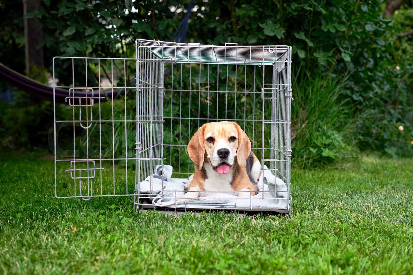 Beagle in the cage ready to travel. Wire box for transportat Colourbox