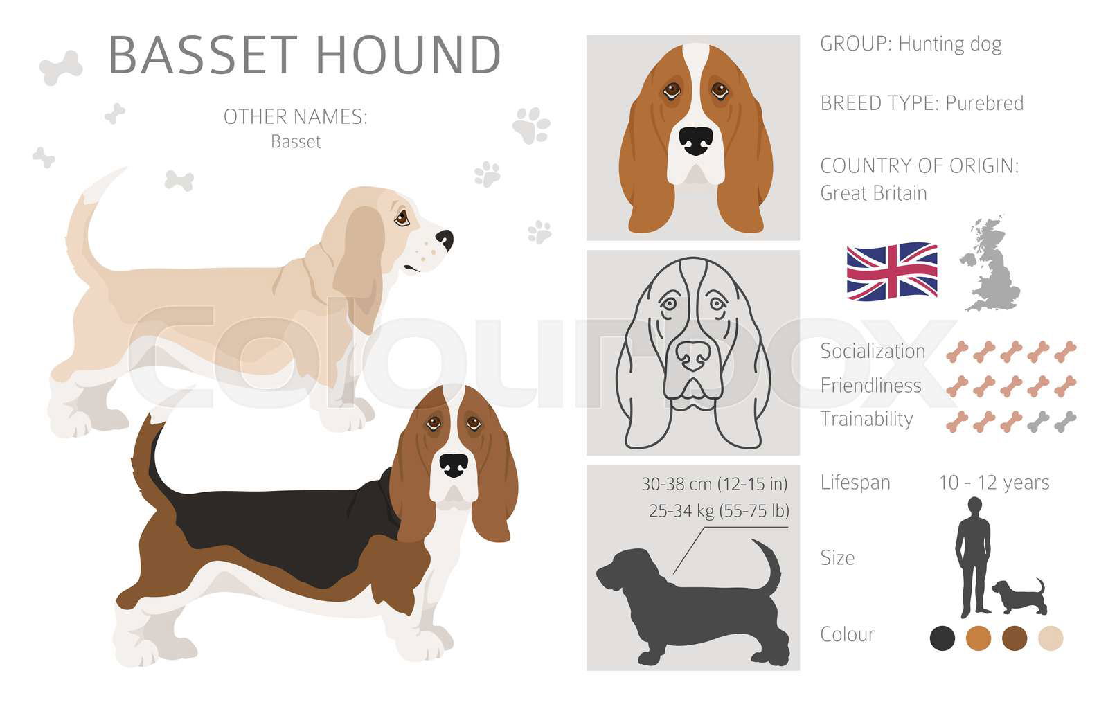 Basset hound clipart. Different coat colors and poses set. Colourbox