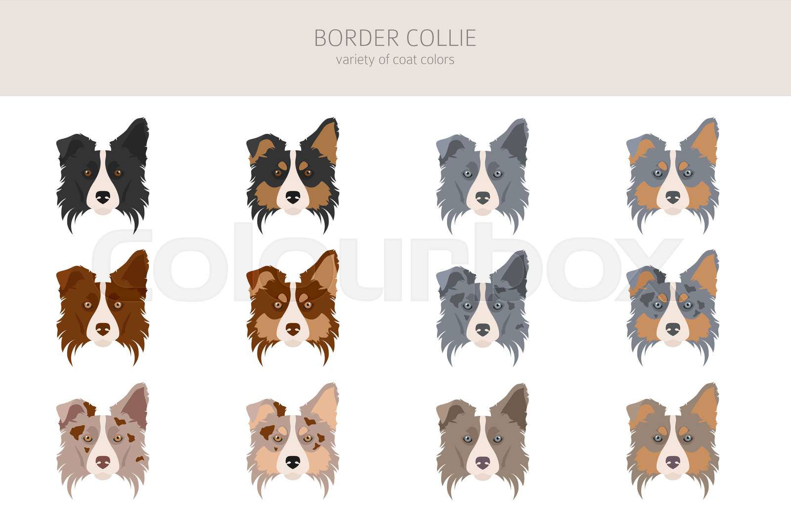 Border collie coat types hotsell