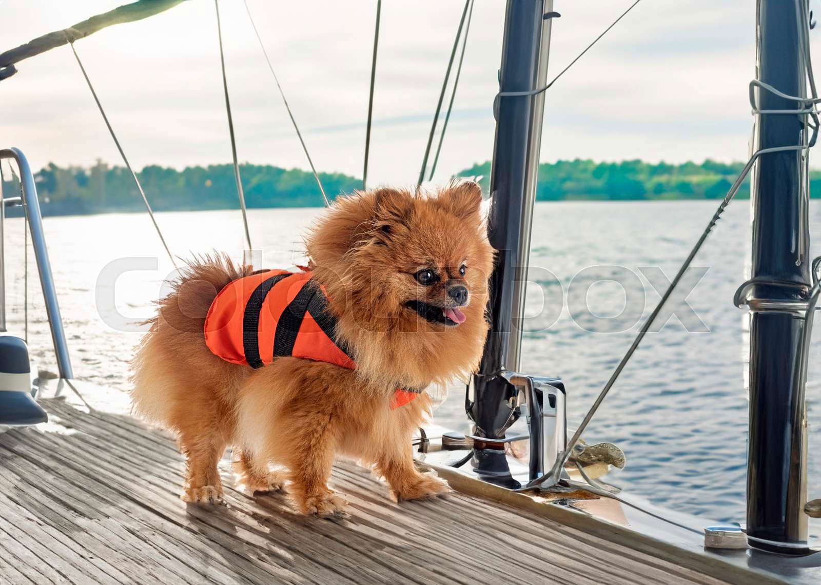 Pomeranian life jacket store