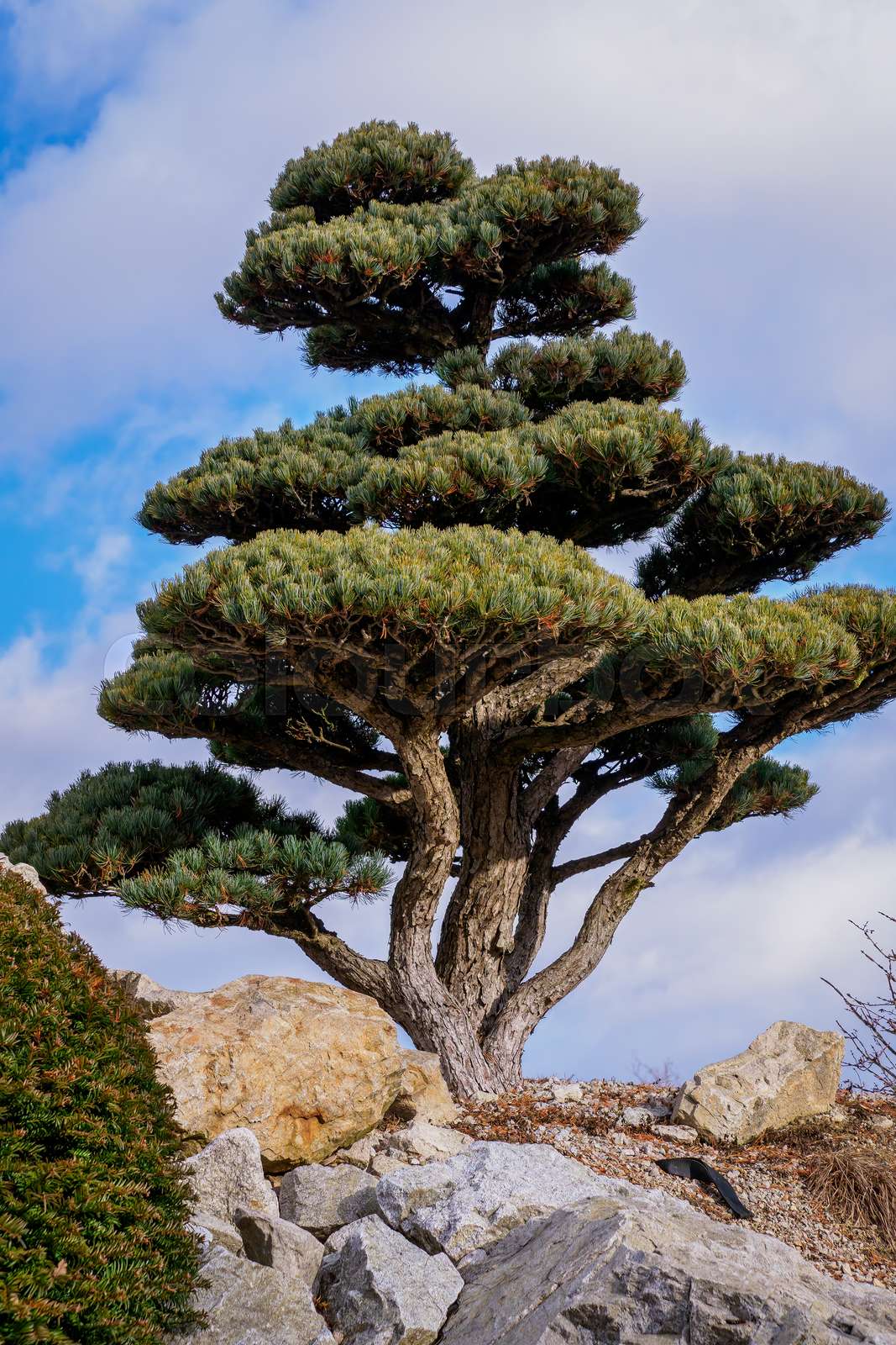 Bonsai pine tree a Japanese garden. | Colourbox