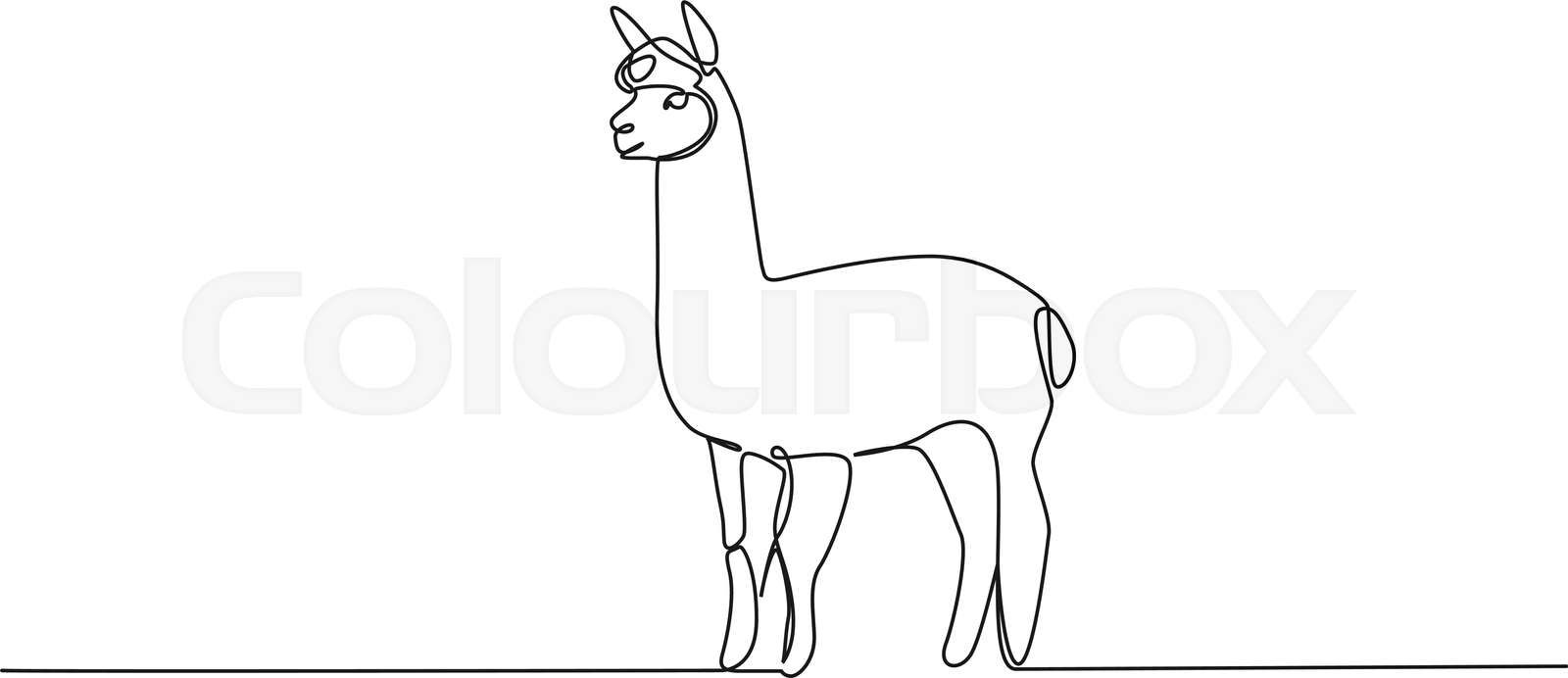 Continuous single line drawing of an alpaca line art vector Colourbox