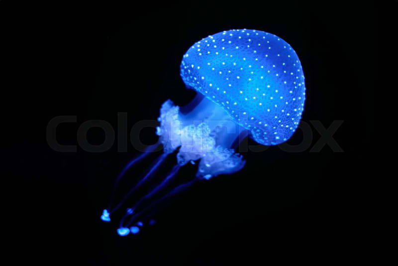 Bioluminescent Jellyfish Phyllorhiza punctata white-spotted ..., حجم الصورة 800x534