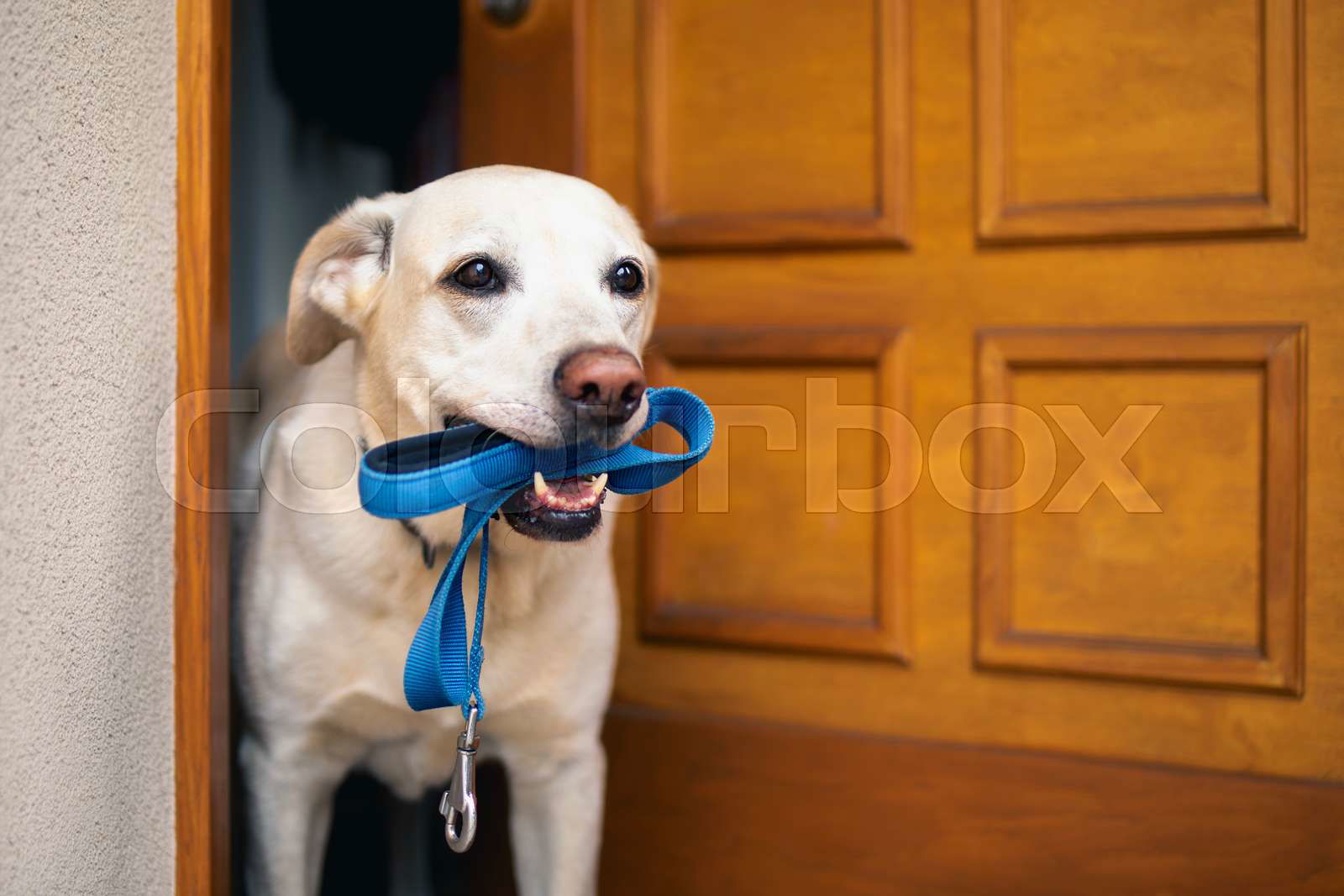 Cute dog waiting for walk. Happy labrador retriever holding Colourbox