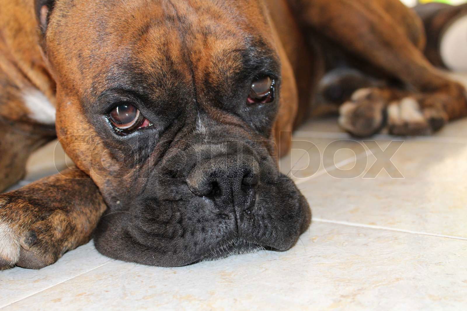 Purebred Boxer dog head shot Colourbox