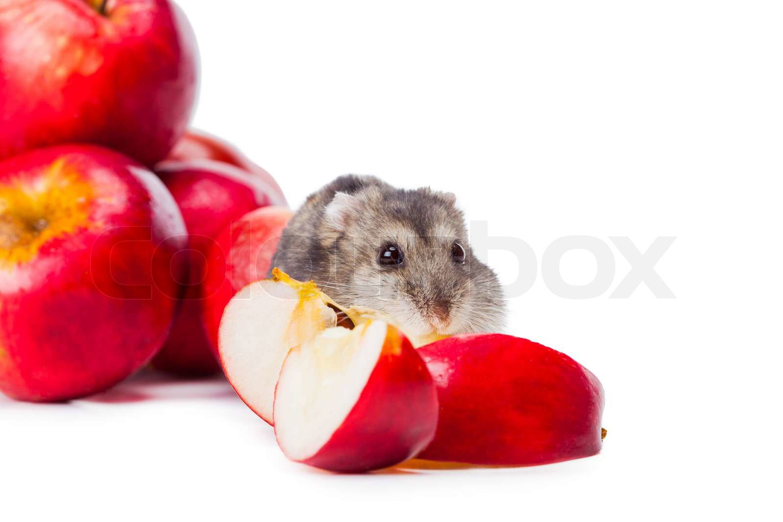 Djungarian Hamster apple eating Colourbox